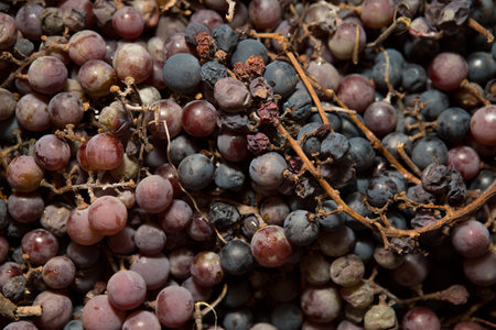 Bunches of ripe grapes in a basket. Pickled grapes for making wine. Fruit background.の写真素材