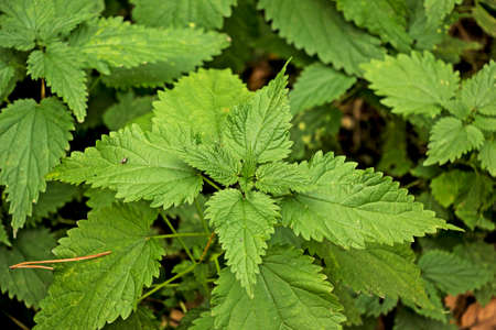 Green leaves of nettle in autumn. Green natural background.