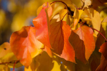 Fallen autumn leaves with copy space. Color gradient surface of foliage. Selective focus on texture...