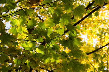Fallen autumn leaves with copy space. Color gradient surface of foliage. Selective focus on texture...
