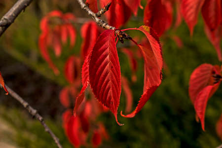 Fallen autumn leaves with copy space. The color of the gradient foliage surface. Selective focus on...
