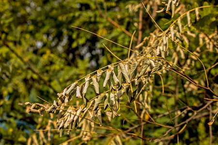 Fallen autumn leaves with copy space. The color of the gradient foliage surface. Selective focus on the texture of colorful leaves. Autumn leaves background.の写真素材