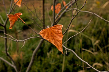 Fallen autumn leaves with copy space. The color of the gradient foliage surface. Selective focus on the texture of colorful leaves. Autumn leaves background.の写真素材