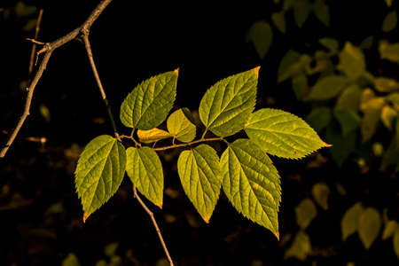 Fallen autumn leaves with copy space. The color of the gradient foliage surface. Selective focus on...