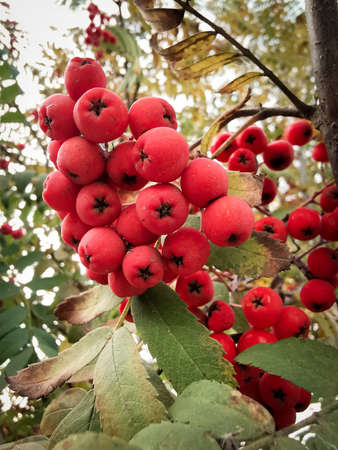 Red rowan berries on a green background in the summer forest. Autumn soon.の写真素材