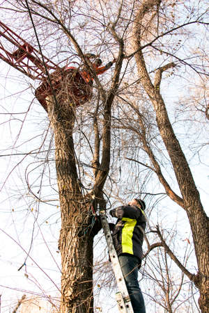 Dnepropetrovsk, Ukraine - 11.26.2021: Municipal workers on a truck crane install and decorate trees in the city's parks with Christmas lights. High-altitude work.のeditorial素材