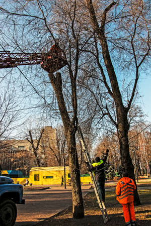 Municipal workers on a truck crane install and decorate trees in the city's parks with Christmas lights. High-altitude work.の写真素材