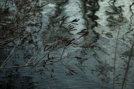 Silhouettes of bare trees are reflected in the water surface of the river. Late fall. Very gloomy...