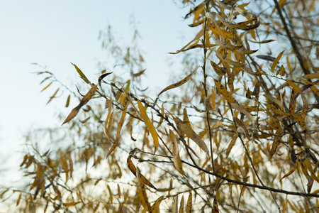 Willow branches with bright autumn leaves against the blue sky. Selective focus. Autumn wilt concept.の写真素材