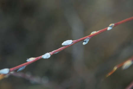Nature background in autumn with willow branches. Willow branch with an earring on a blurred blue...