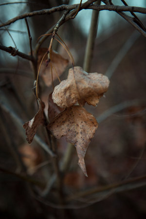 Close-up of an autumn leaf on a blurred background. Autumn concept. Autumn foliage. Late fall.