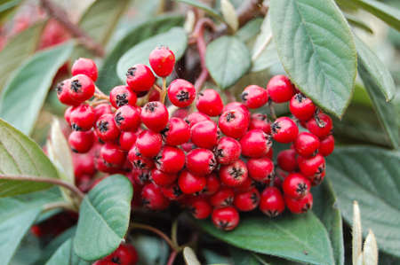 Branches with red viburnum berries with autumn leaves in the garden. Close-up.