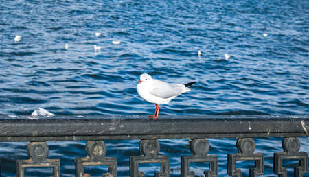 Black-headed gull sit on the railing near the Dnieper River. Spring photo of hungry bird.の写真素材