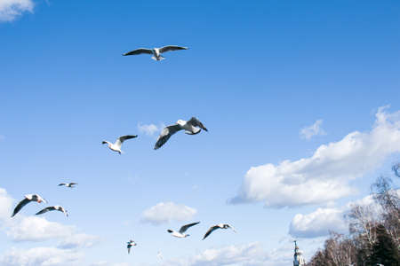 Hungry seagulls fly over the river. Spring photo of flying birds over water.の写真素材