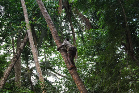 Zanzibar, Tanzania - 02.16.2021: A black local man climbs a palm tree with the help of special ropes for fruits.のeditorial素材