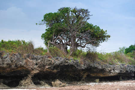 Coastline on Zanzibar. Coastal rocks and palm trees on the beach.の写真素材