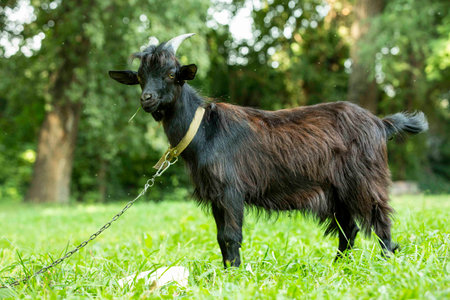 Portrait of a black Cameroon goat with big horns, standing on green grass. agriculture. Ukraine.の写真素材