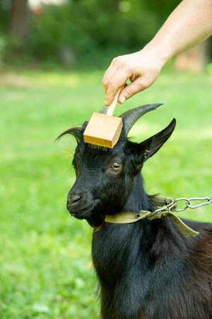 Portrait of a black Cameroon goat with big horns, standing on green grass. agriculture. Ukraine.の写真素材