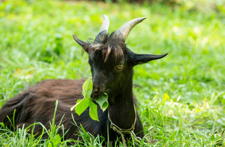 Portrait of a black Cameroon goat with big horns, standing on green grass. agriculture. Ukraine.の写真素材