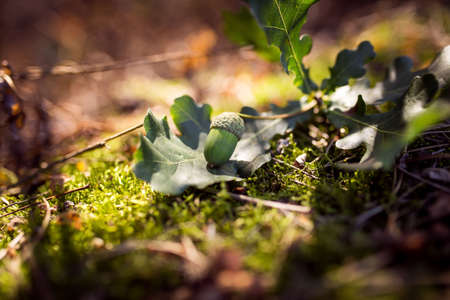 Acorn on a oaken leaves, in the morning. close-up.の写真素材