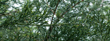 Texture, background, pattern of green branches of decorative coniferous evergreen juniper with rain...
