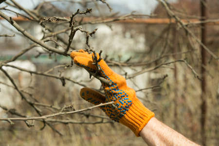 Pruning branches of fruit trees with garden pruners in a spring garden.の写真素材