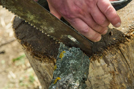 A man is sawing a fallen tree. hand saw.の写真素材