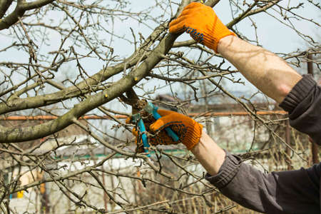 Pruning branches of fruit trees with garden pruners in a spring garden.