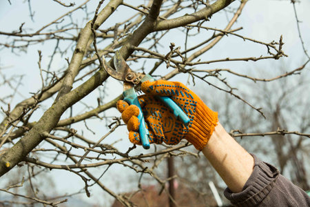 Pruning branches of fruit trees with garden pruners in a spring garden.
