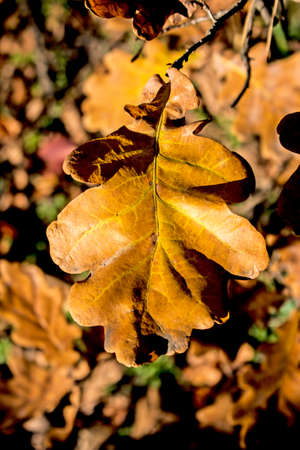 Yellow oak leaves on a blurred background. autumn background.