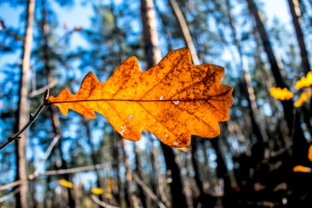 Yellow oak leaves on a blurred background. autumn background.