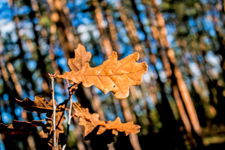 Yellow oak leaves on a blurred background. autumn background.の写真素材
