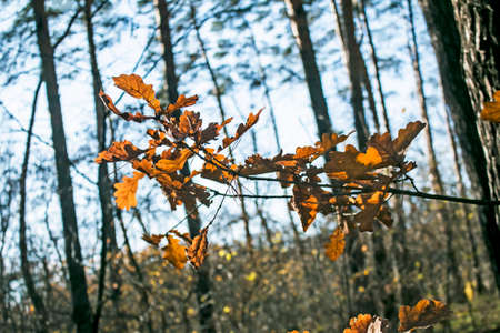 Yellow oak leaves on a blurred background. autumn background.