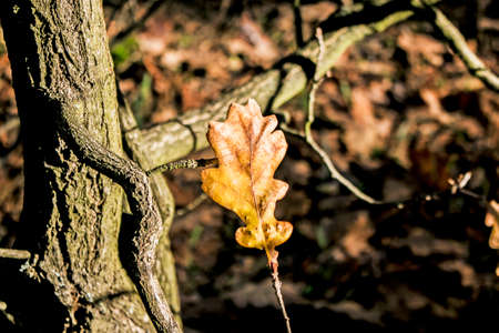 Yellow oak leaves on a blurred background. autumn background.