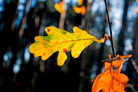 Yellow oak leaves on a blurred background. autumn background.