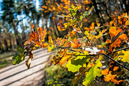 Yellow oak leaves on a blurred background. autumn background.