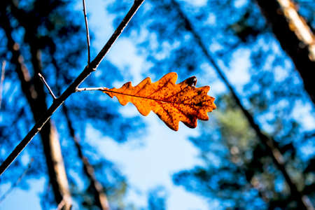 Yellow oak leaves on a blurred background. autumn background.