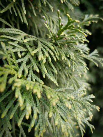 The branch of thuja, natural beauty, green plant, beautiful pine tree.