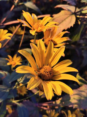 Marigold flowers with an incomparable smell, on a dark background of green foliage. Autumn bright yellow flower marigolds. A calendula flower in the garden on a dark background.の写真素材