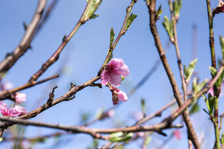 Blooming peach tree. Pink flowers on branches against a blurred blue sky background.