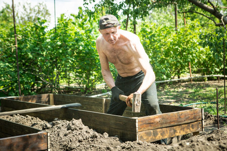 A man of mature years makes high beds on a personal plot. The craftsman works with a wooden mallet to adjust the boards in the structure.の写真素材