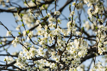 Full plum blossom with part of blue sky, white flowers in spring, plum blossom. A large blossoming...
