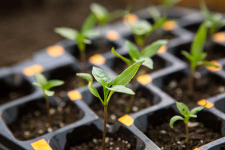 Sweet pepper seedlings for an urban garden grow in plastic pots on a window in the ground on a sunny...