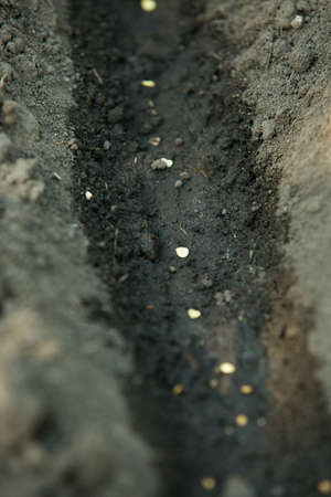 Close-up of a line of vegetable seeds prepared for planting in the ground in a hole.