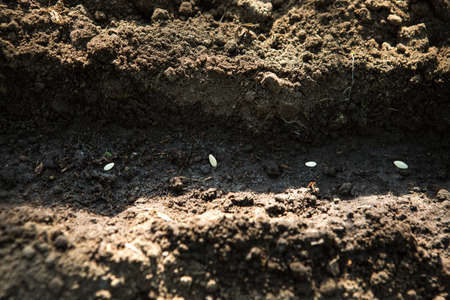 Seeds of seedlings of cucumbers are prepared for planting in the ground. Seeds in rows of recesses...