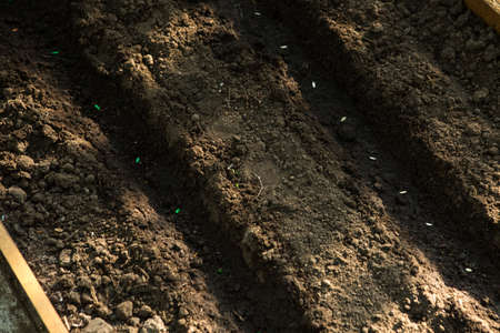 Seeds of seedlings of cucumbers are prepared for planting in the ground. Seeds in rows of recesses...