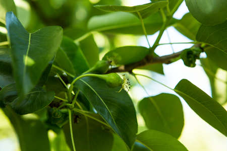 Small ovaries of pear on tree branch. Pear branch with young fruits. Springtime, selective focusの写真素材