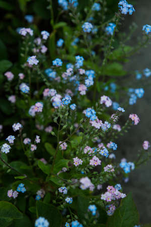 Forget-me-not flowers blooming in the park. Blue Flowers blooming in Spring. soft focusの写真素材