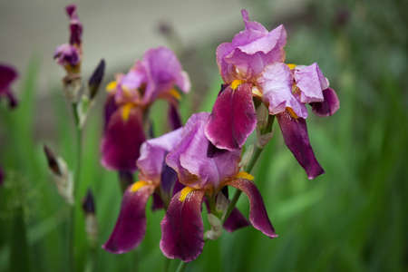 Close-up of purple iris flowers. Lots of irises. Large cultivated flowers of bearded iris (Iris...