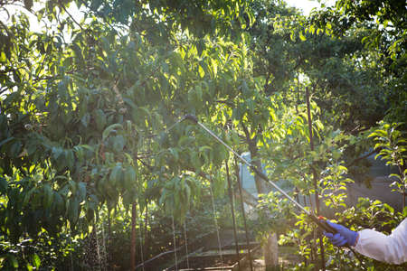 The process of treating plants with pesticides. The hands of a farmer in a protective suit and gloves with a pollinator are spraying trees with pesticides.の写真素材